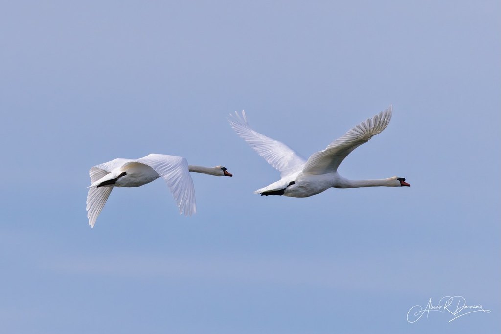 Camargue swans