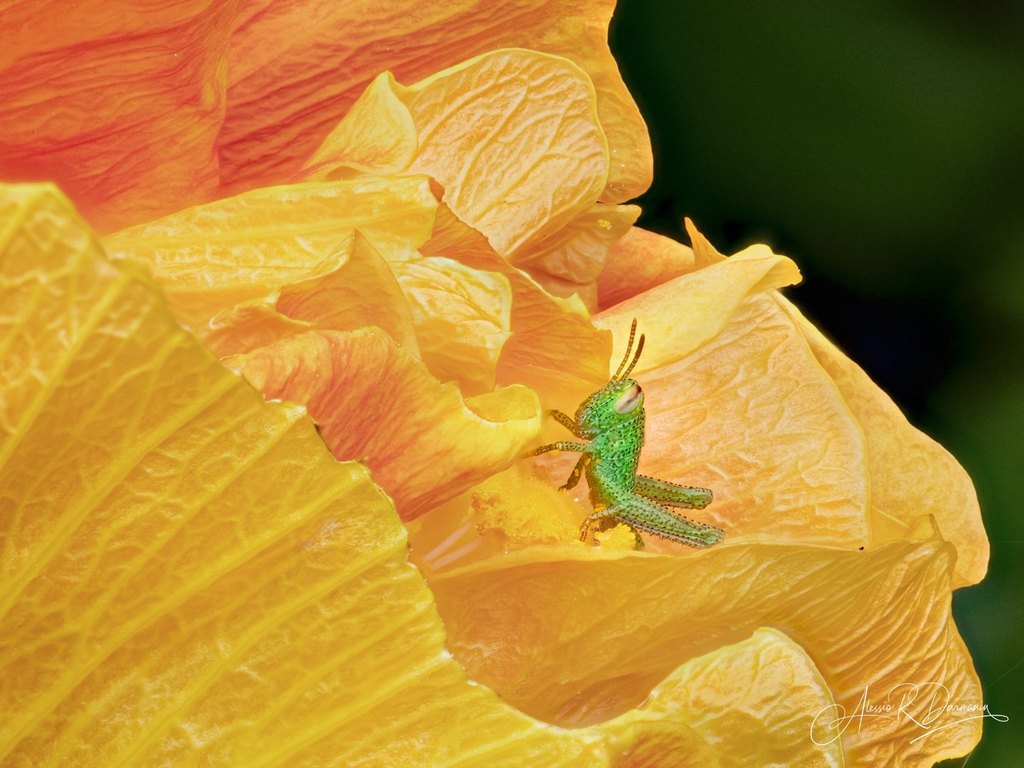 Close-up of a green grasshopper on bright yellow-orange flower petals.