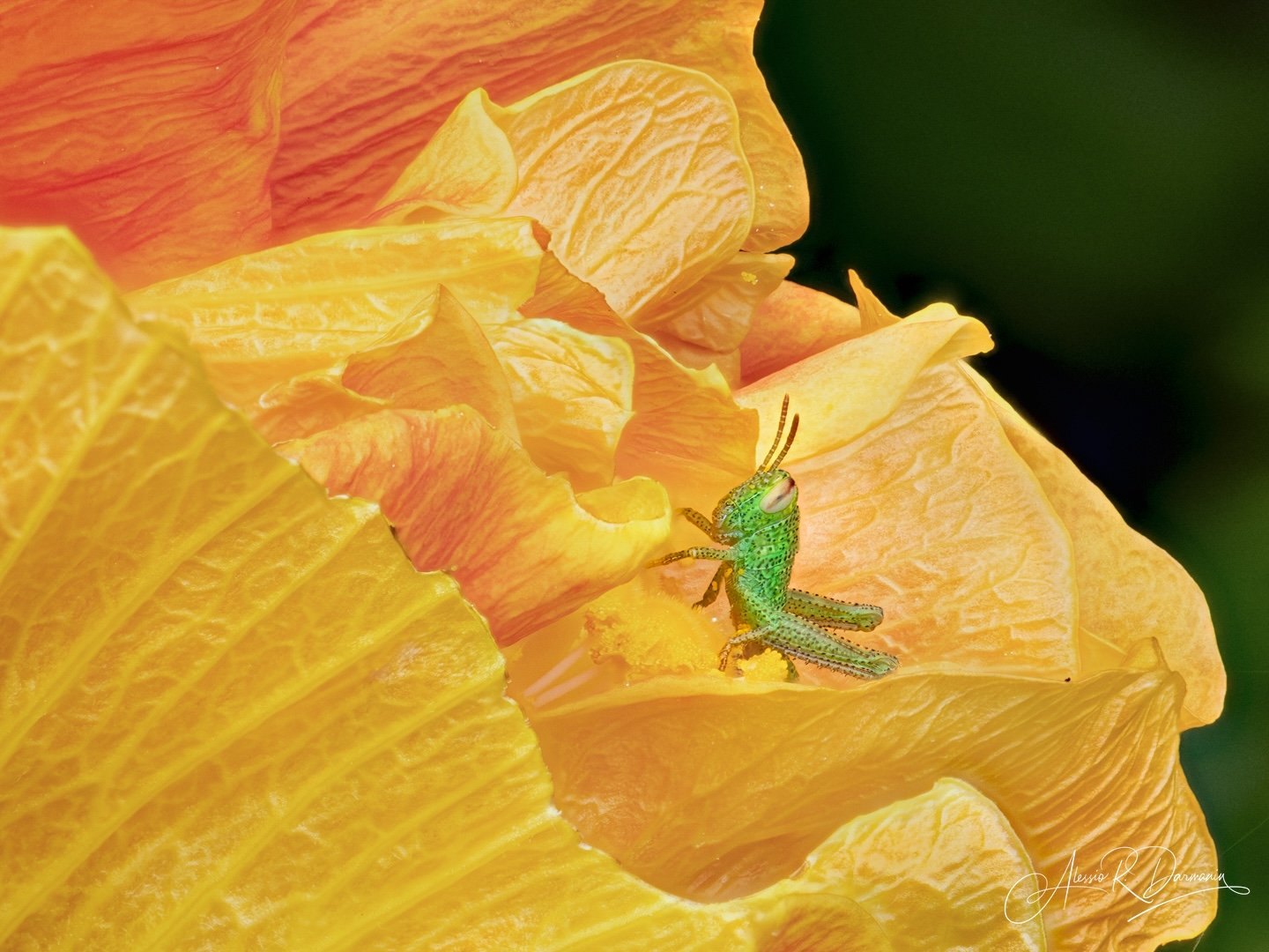 Close-up of a green grasshopper on bright yellow-orange flower petals.