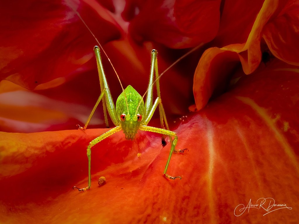 Katydid on hibiscus