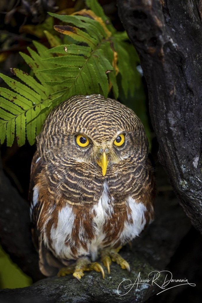 A close-up of a brown and white owl with yellow eyes, perched on a tree branch amidst green ferns and dark tree bark.
