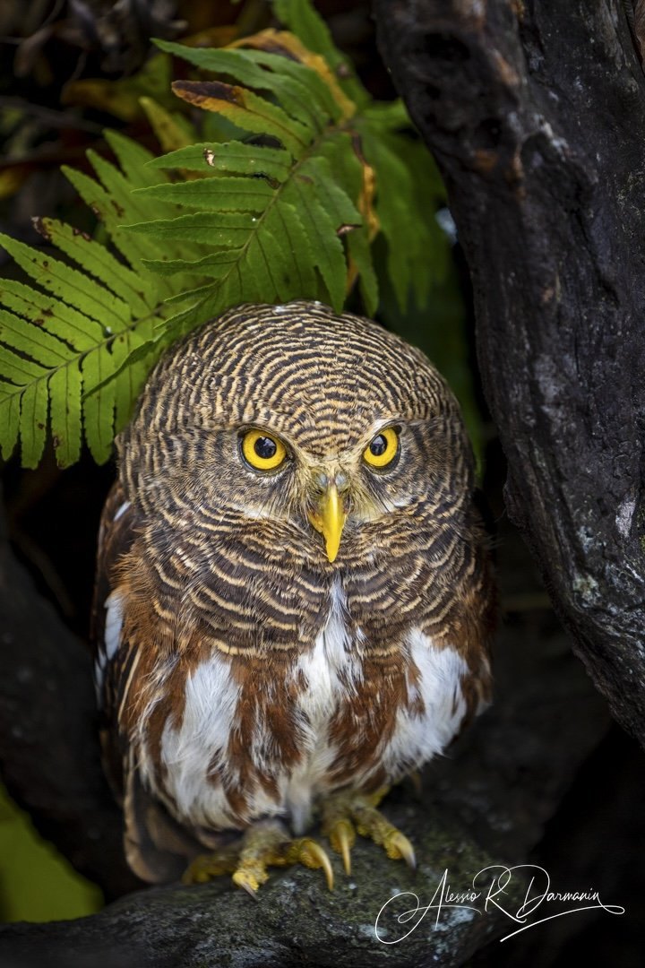 A close-up of a brown and white owl with yellow eyes, perched on a tree branch amidst green ferns and dark tree bark.