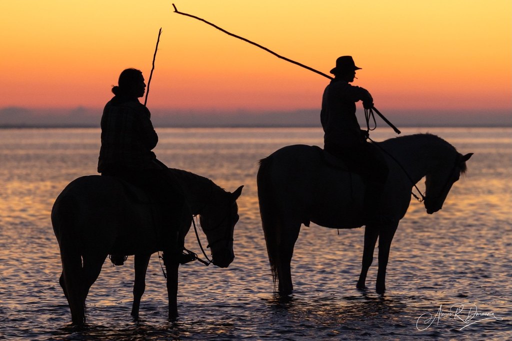 Camargue horses 7