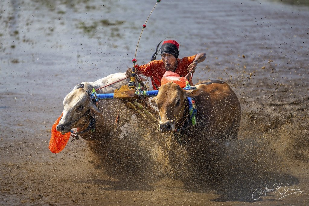 A person riding a water buffalo in a muddy water race, holding a stick and wearing a red and black hat, with water splashing around.