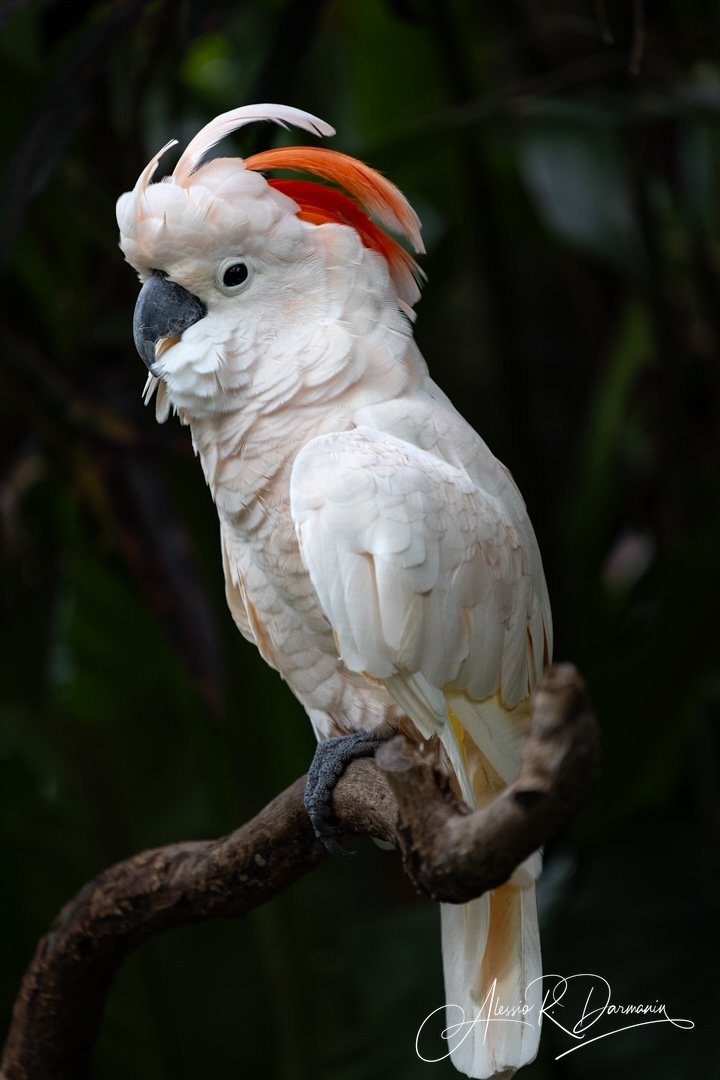 A white cockatoo with red and white crest feathers perched on a branch against dark green foliage background.