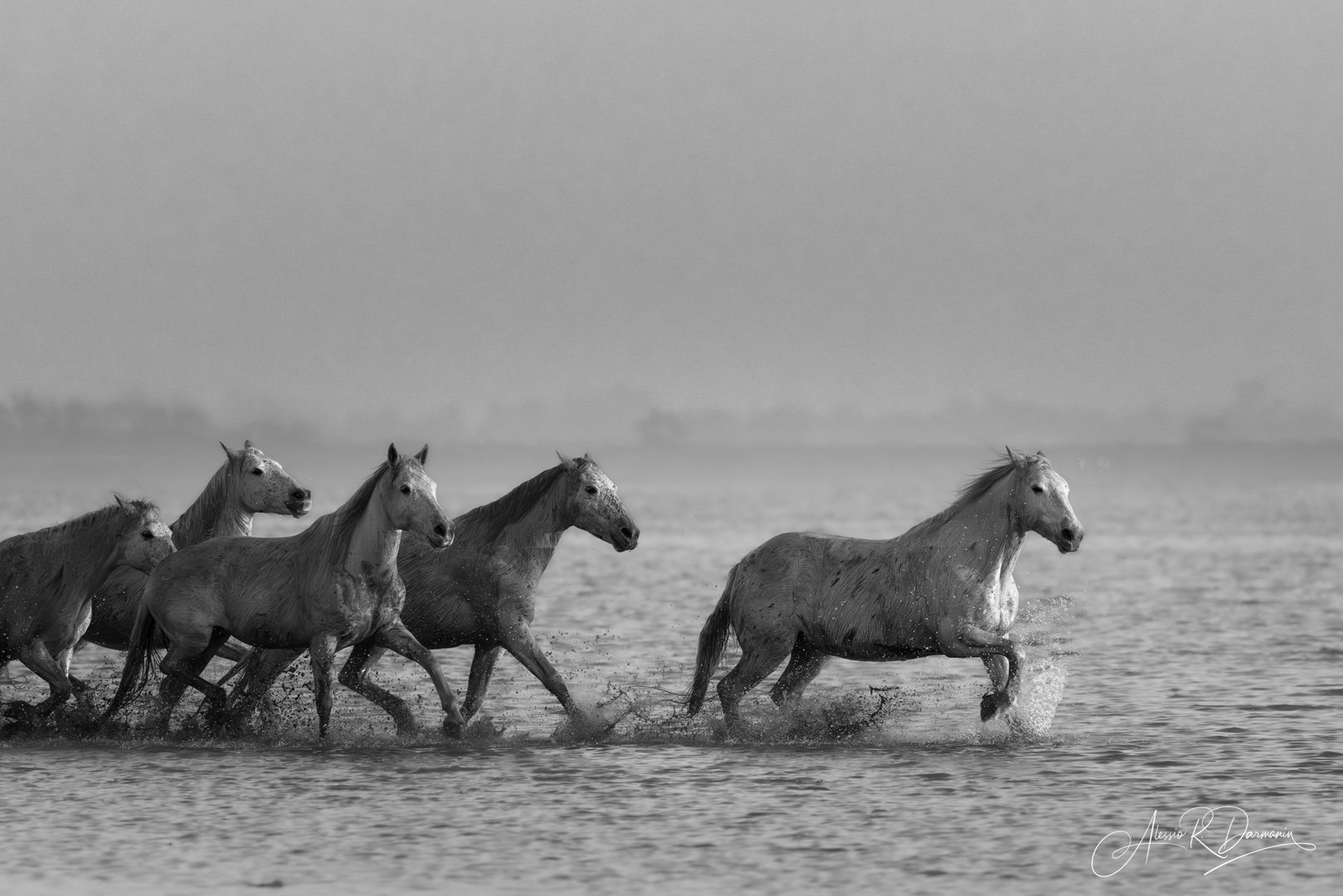 Camargue horses 2