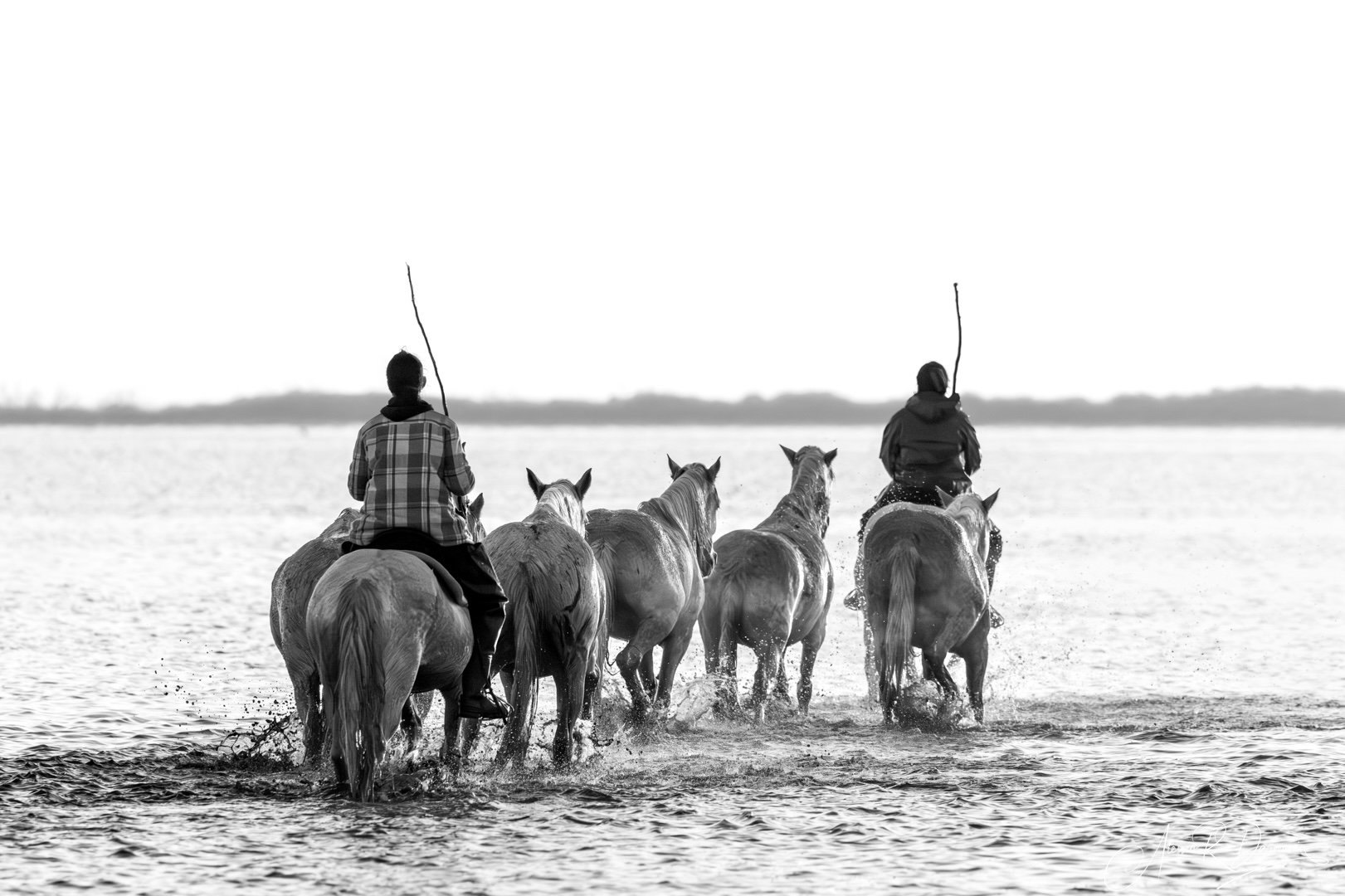 Camargue horses 6