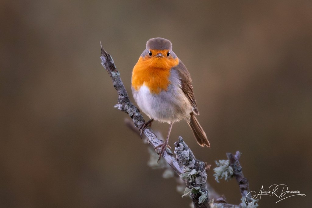 A small bird with an orange face and chest, gray and brown body, perched on a lichen-covered branch against a blurred brown background.