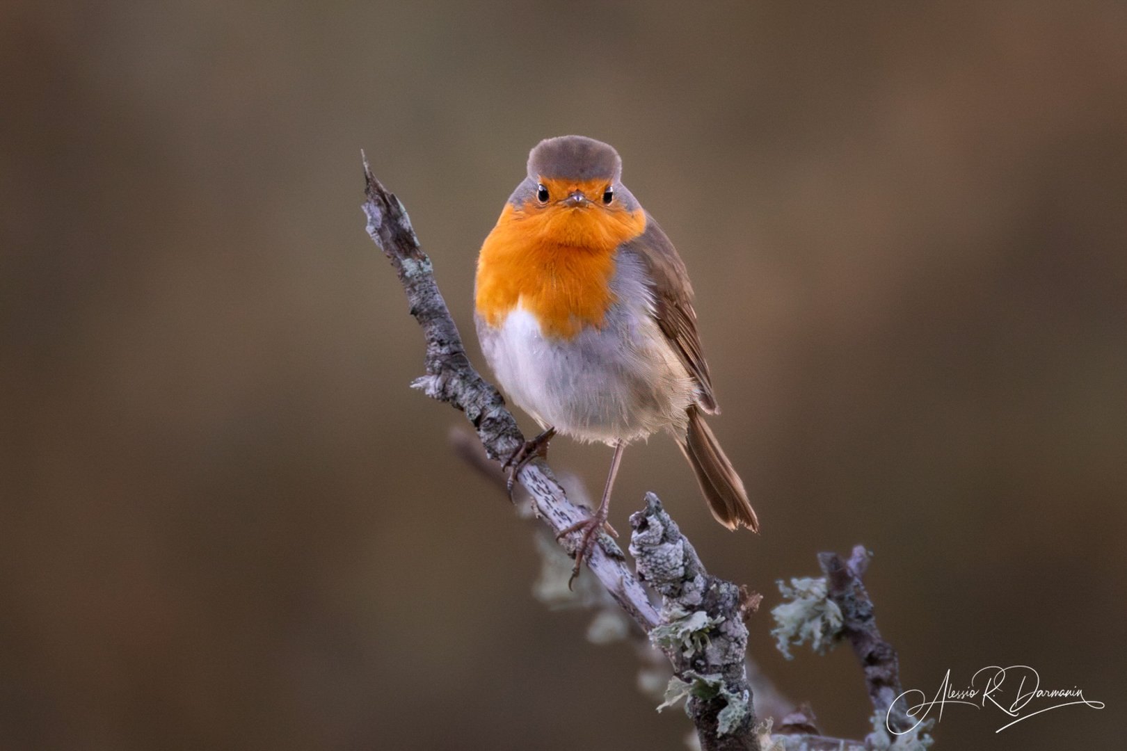 A small bird with an orange face and chest, gray and brown body, perched on a lichen-covered branch against a blurred brown background.