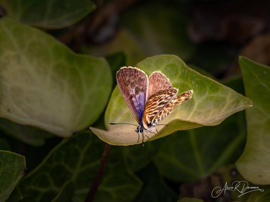 Close-up of a butterfly resting on a green leaf surrounded by more green leaves.