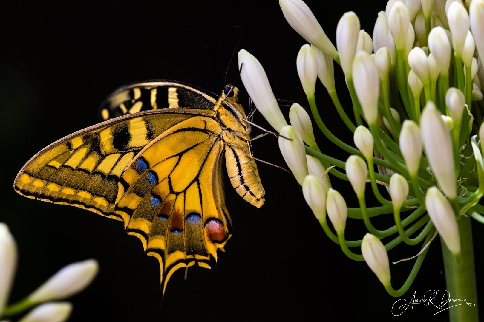 A yellow and black butterfly perched on a cluster of white flower buds with a dark background