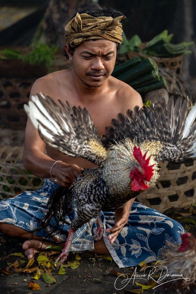A shirtless man wearing a traditional headwrap, sitting cross-legged outdoors, holding a rooster with its wings spread. The background includes some green leaves and a woven basket.