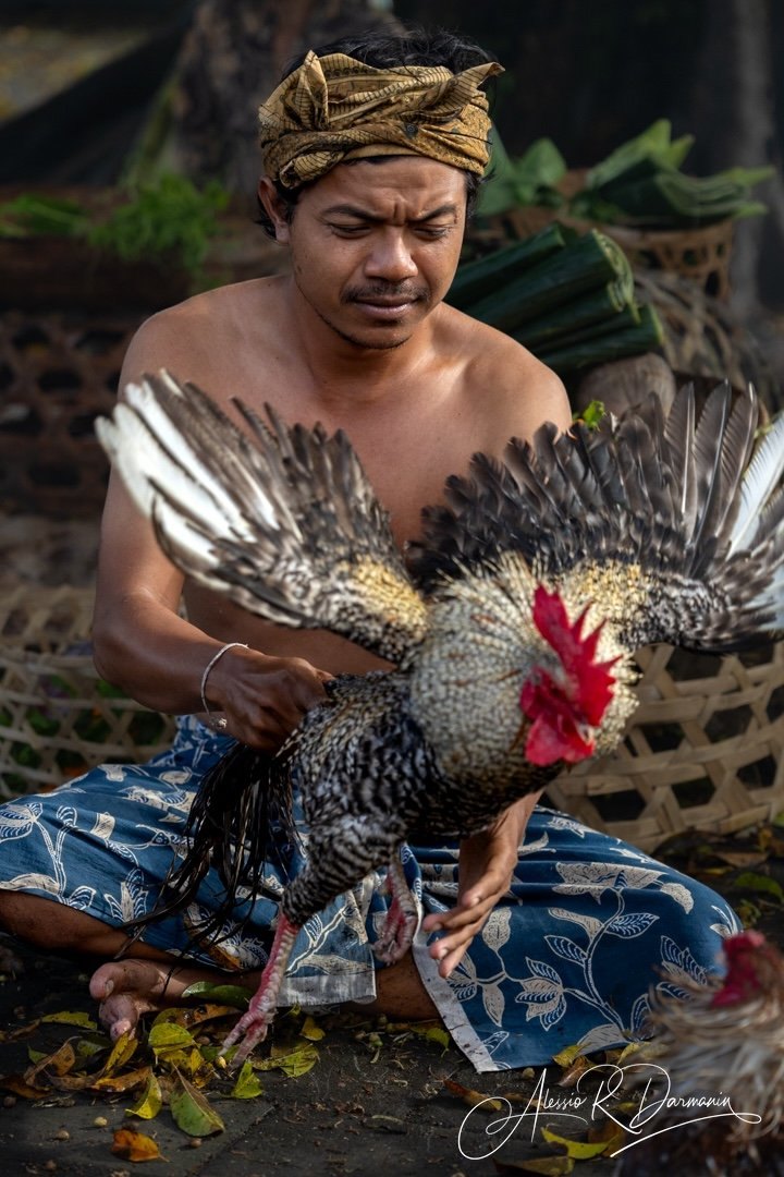 A shirtless man wearing a traditional headwrap, sitting cross-legged outdoors, holding a rooster with its wings spread. The background includes some green leaves and a woven basket.