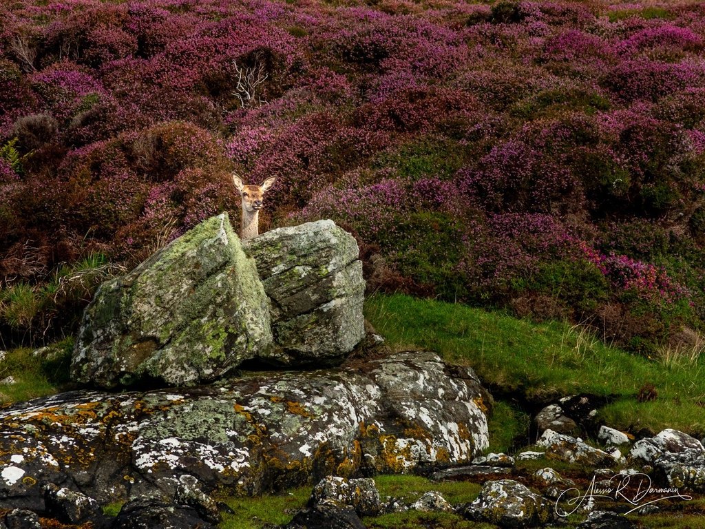 A deer peeking out from behind moss-covered rocks in a landscape with purple flowering bushes and green grass.