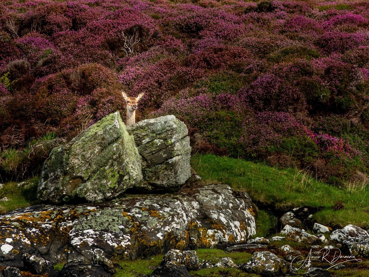 A deer peeking out from behind moss-covered rocks in a landscape with purple flowering bushes and green grass.
