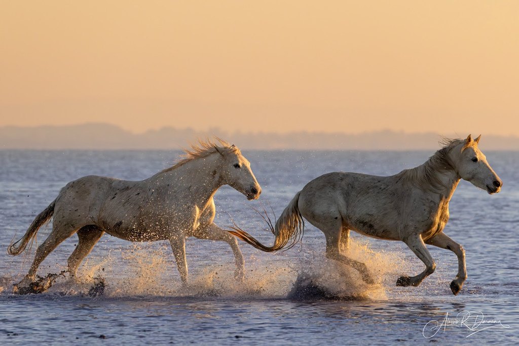 Camargue horses 1