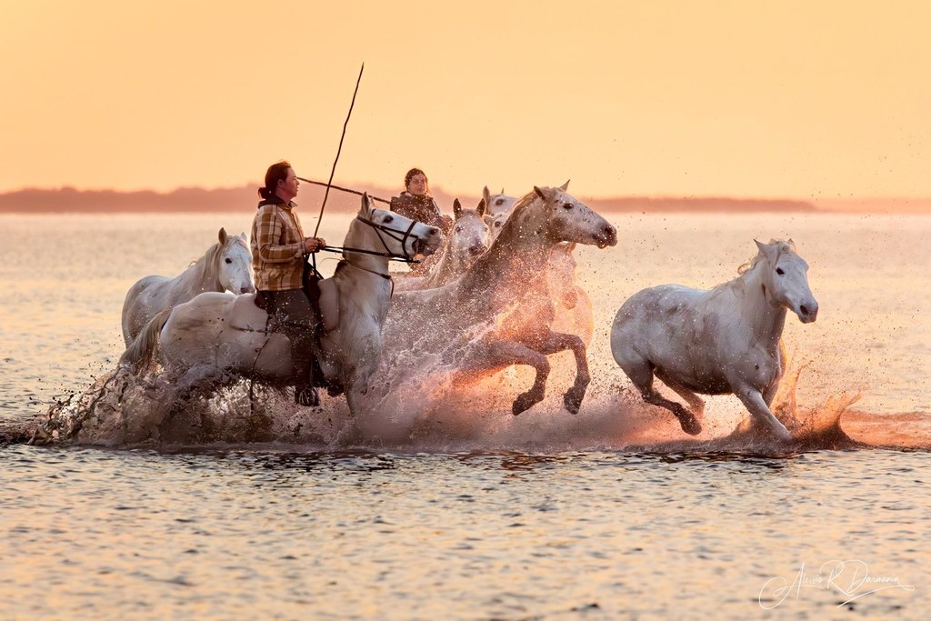 Camargue horses 4