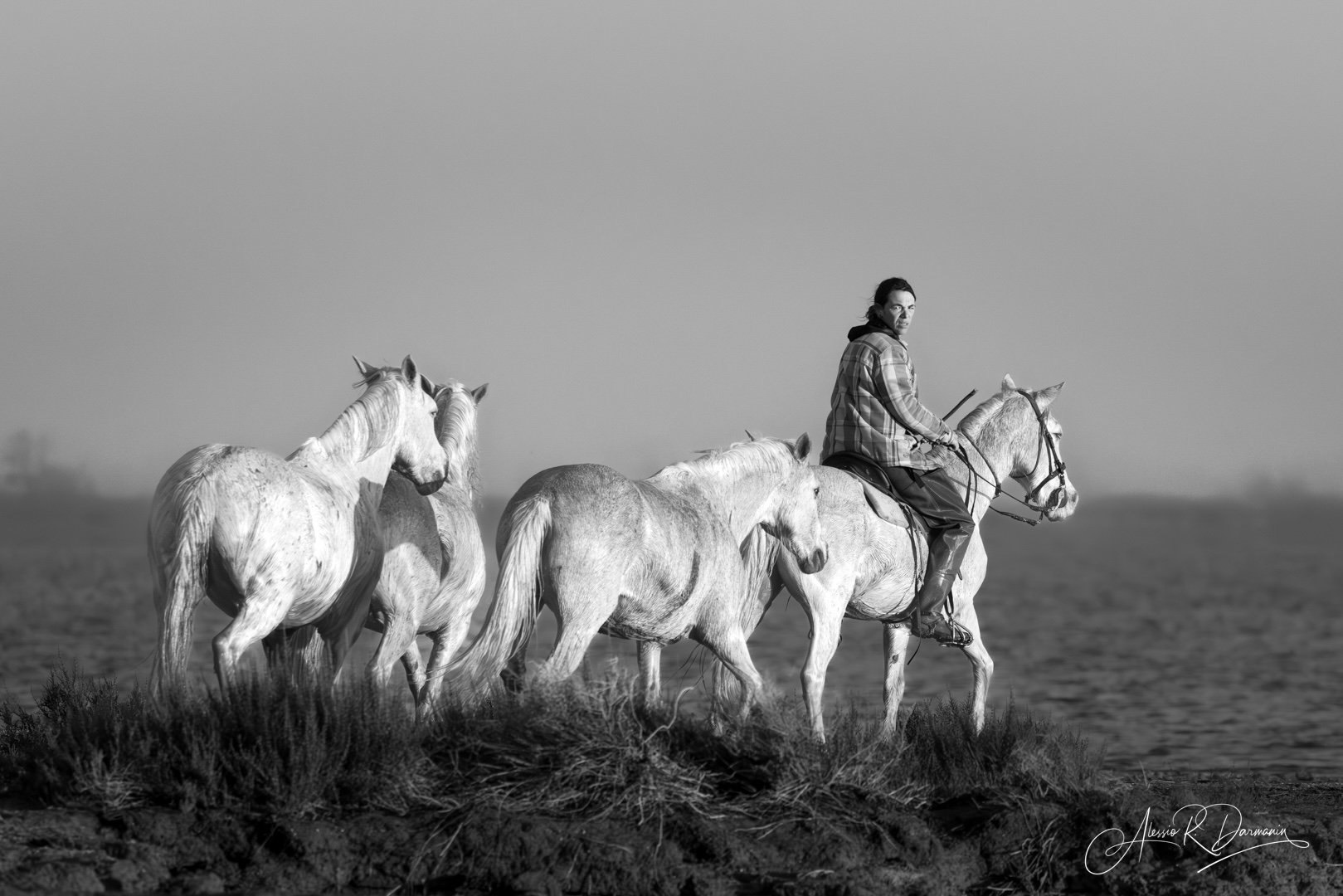 Camargue horses 3