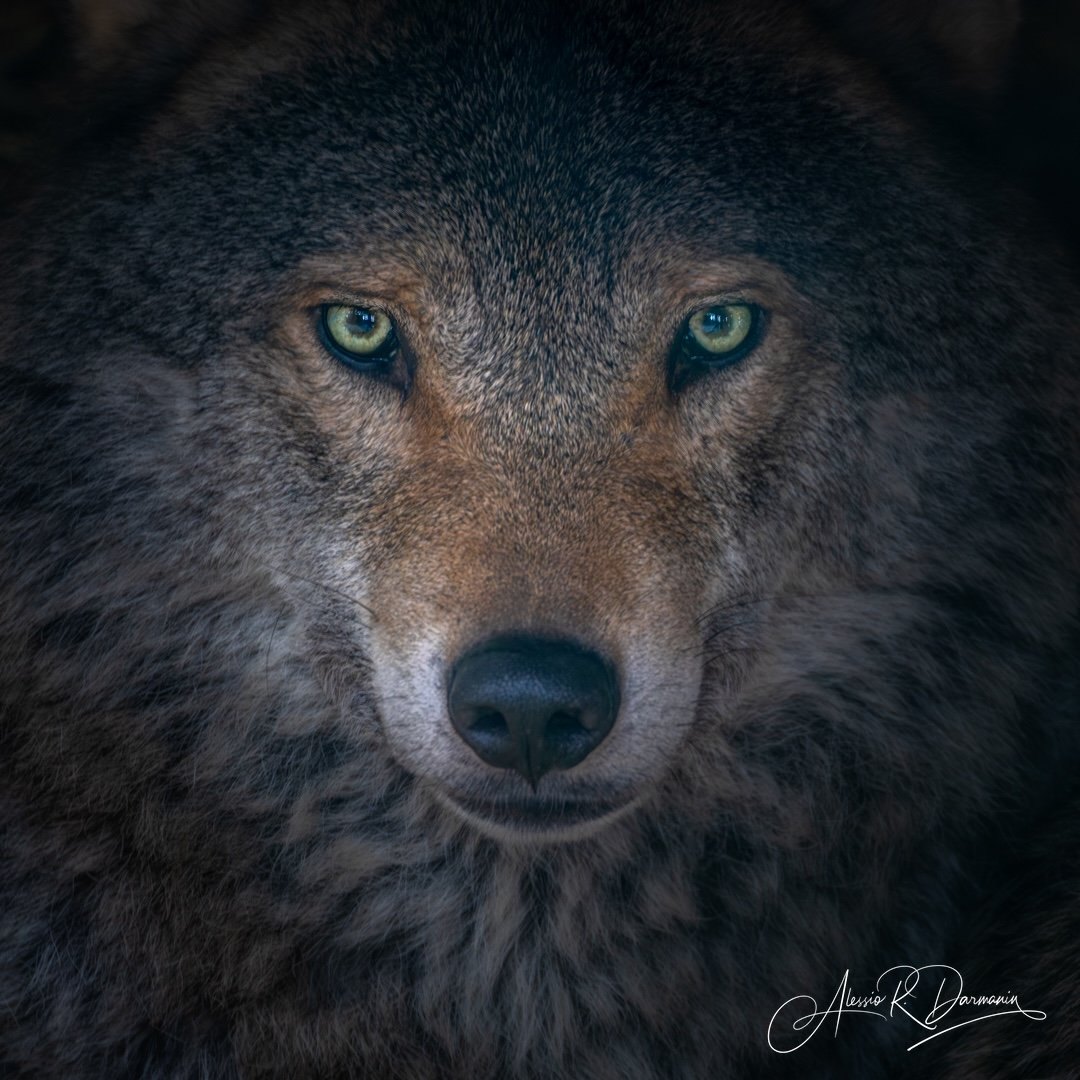 Close-up of a wolf's face with piercing eyes and thick fur.