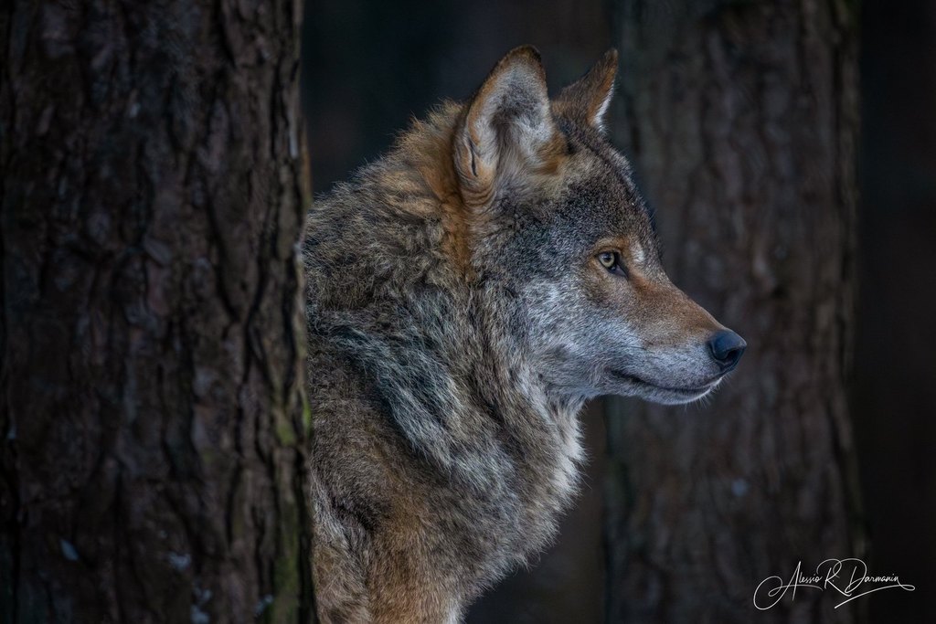 Profile of a wolf with gray and brown fur, looking to the right, partially obscured by the bark of a tree.