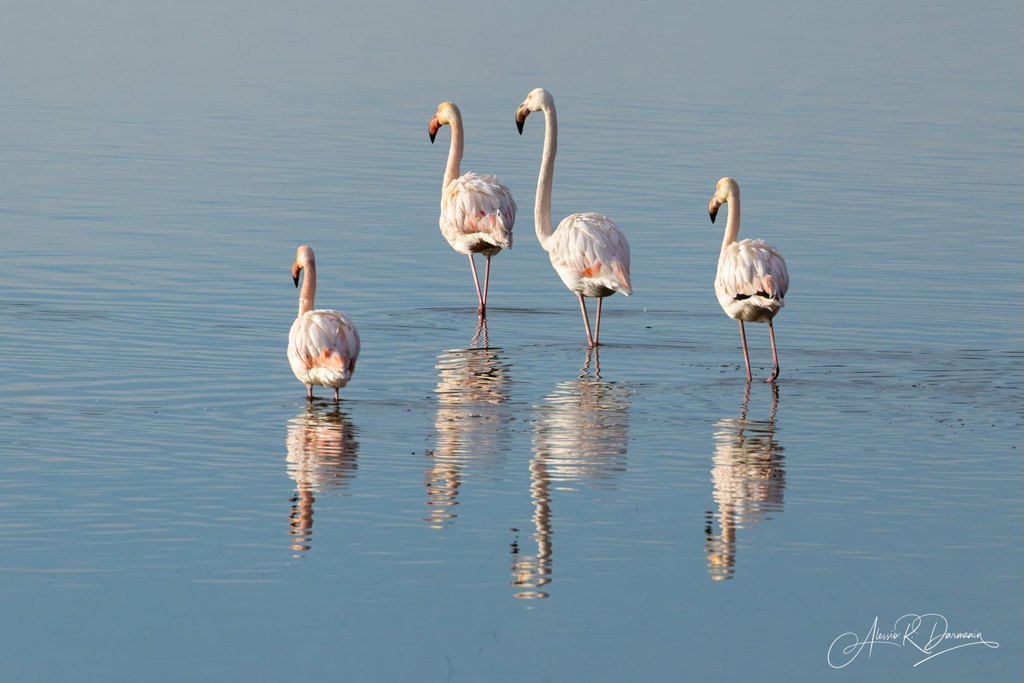 Camargue Flamingoes 1