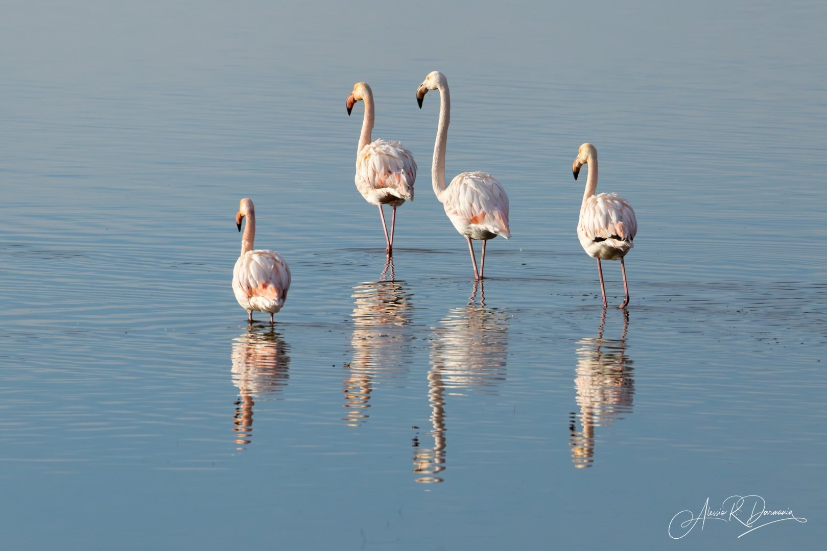 Camargue Flamingoes 1
